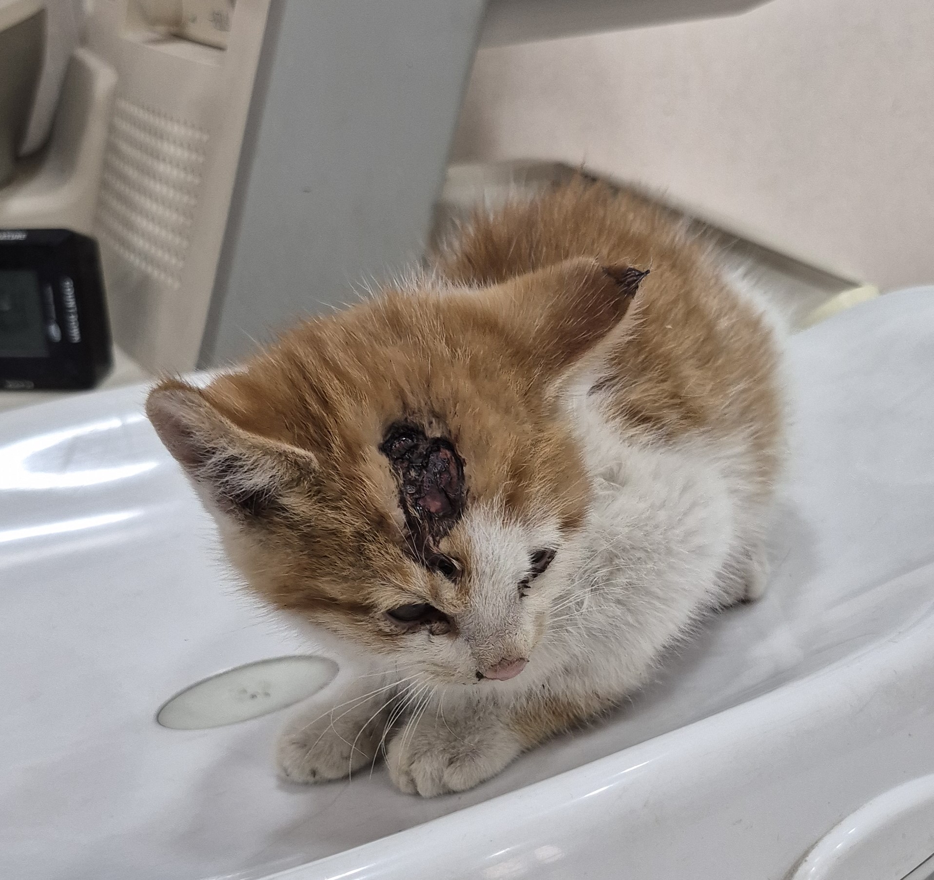 대구시수의사회(더펫)_427343202500995